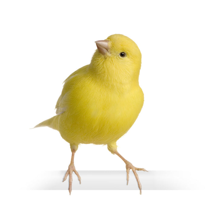MakerBot Canary